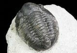 Bargain, Gerastos Trilobite Fossil - Morocco #69110-4